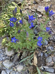 Gentiana newberryi