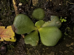 Crassulaceae