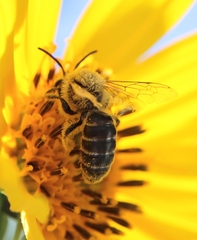 Andrena helianthi