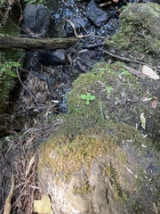 Funaria hygrometrica