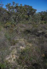 Banksia dallanneyi