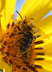 Andrena helianthi