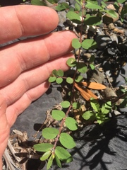 Euphorbia vermiculata