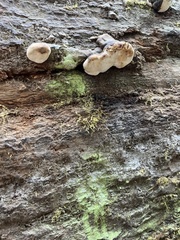 Ischnoderma resinosum