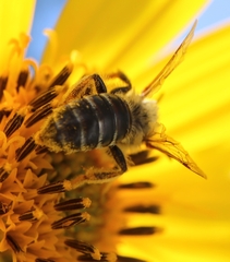 Andrena helianthi