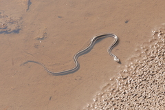 Thamnophis elegans elegans