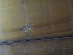 Orvasca subnotata