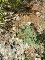 Desmanthus velutinus