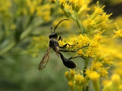 Isodontia