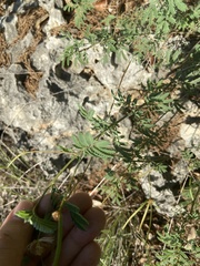 Desmanthus velutinus