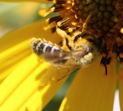 Andrena helianthi