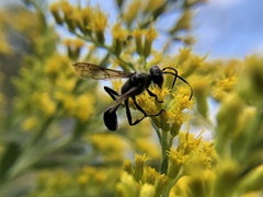 Isodontia