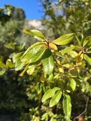 Punica granatum