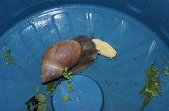 Megalobulimus oblongus