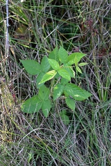 Rubus pensilvanicus