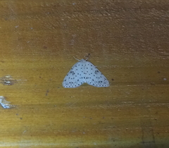 Percnia