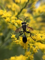 Isodontia