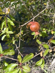Punica granatum