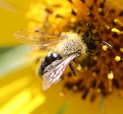 Andrena helianthi