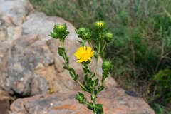 Grindelia ciliata