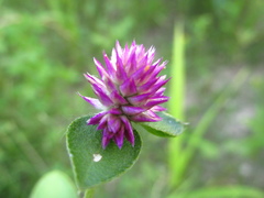 Gomphrena