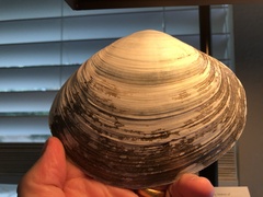 Mactromeris catilliformis