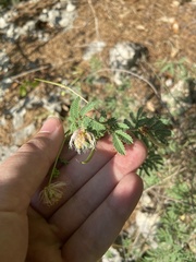Desmanthus velutinus