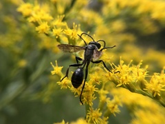 Isodontia