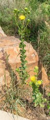 Grindelia ciliata