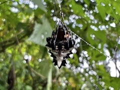 Verrucosa