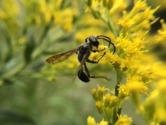 Isodontia