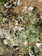 Desmanthus velutinus