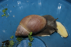Megalobulimus oblongus