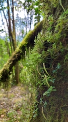 Peperomia tetraphylla