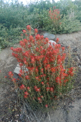 Castilleja applegatei