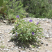 Sierra Madre Nightshade - Photo (c) Barry Sullender, some rights reserved (CC BY-NC), uploaded by Barry Sullender