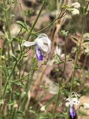 Trichostema arizonicum
