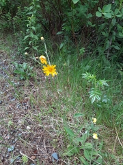 Hieracium lachenalii