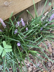 Liriope