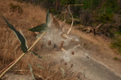 Asclepias cordifolia