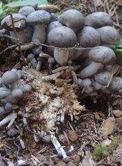 Lyophyllum