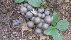Lyophyllum