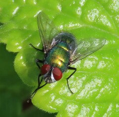 Calliphoridae