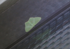 Tanaoctenia haliaria