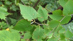 Betula cordifolia