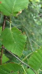 Betula cordifolia
