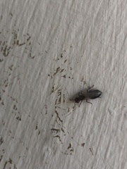 Crematogaster laeviuscula