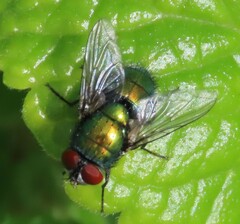 Calliphoridae
