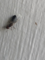 Crematogaster laeviuscula
