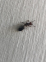 Crematogaster laeviuscula
